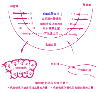 急性慢水肿(图4)